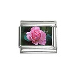 Pink Rose Flower - P0033