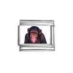 Chimpanzee P1162